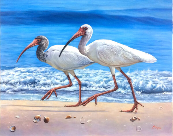 "White Ibis on Beach" by Pedro Tapia, size 40w x 30h