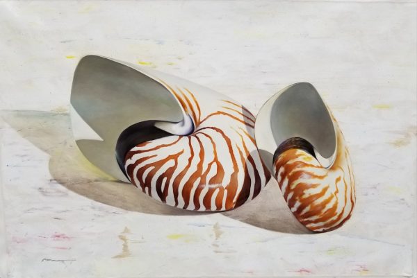"Nautilus Shell" by Francisco Casas, size 47w x 31h