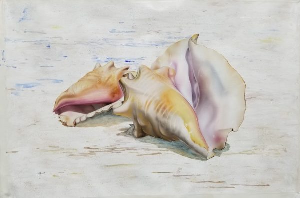 "Conch Shell" by Francisco Casas, size 47w x 31h