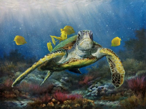 "Sea Turtle" by Paul Wren, size 40w x 30h
