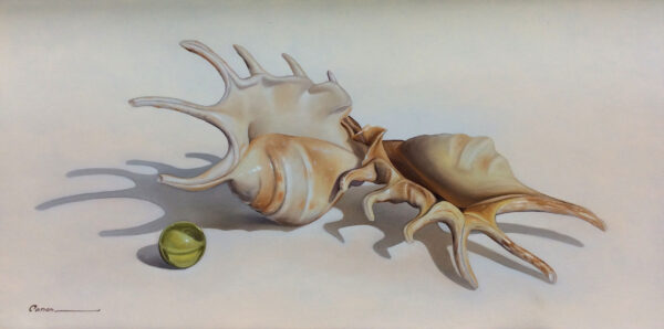"Shell Series" by Francisco Casas, size 20w x 10h